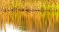 Grass and reed with reflection in the pond Royalty Free Stock Photo