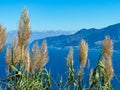 Porto Moniz - Grass reed with scenic view of idyllic coastal towns on rugged cliffs along coastline of Atlantic Ocean Royalty Free Stock Photo