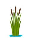 Grass reed in the water of the pond. flat vector illustration isolated Royalty Free Stock Photo