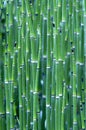 Grass Reeds Royalty Free Stock Photo