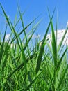 Grass reeds Royalty Free Stock Photo