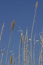 Grass reeds Royalty Free Stock Photo