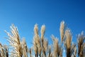 Grass reeds against a blue sky. Royalty Free Stock Photo