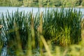 Grass reeds in green water in the evening light in a quiet river