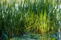 Grass reeds in green water in the evening light in a quiet river