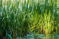 Grass reeds in green water in the evening light in a quiet river