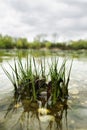 Grass reflecting on lake