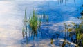 Grass reflecting on the surface of Pyramid Lake in Jasper National Park