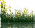 Grass with reflections in water Royalty Free Stock Photo