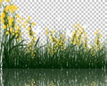 Grass with reflections in water Royalty Free Stock Photo