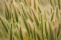 Strong wind moving the fragil grass Royalty Free Stock Photo