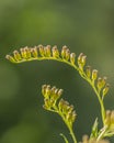 Grass resembling cilium