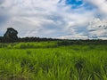 Grass rice field green sky clouds trees long view trees forest white rain forest tropical north chiang mai reservoir Royalty Free Stock Photo