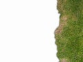 The grass on the right edge of the frame, isolated background. Royalty Free Stock Photo