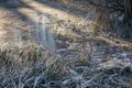 Grass on the river bank covered with frost in the sun