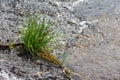 Grass in a river like an island