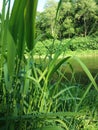 Grass at river