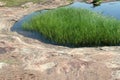 Grass on Rock Bed Royalty Free Stock Photo