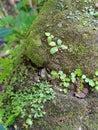 Grass on the rock still alive when hurted Royalty Free Stock Photo