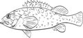 Grass rockfish Side View Cartoon Drawing