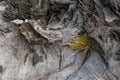 Grass among Rocks Royalty Free Stock Photo