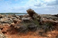 Grass among the rocks by the sea. Mallorca. Spain. Royalty Free Stock Photo