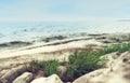 Grass On a Rocky Seashore