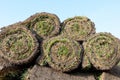 Grass rolls are piled in careless stacks, sod rolls Royalty Free Stock Photo