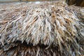 grass for the roof of the house at Sade - Traditional Lombok old village