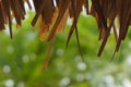 grass roof view defocused green nature abstract background Royalty Free Stock Photo