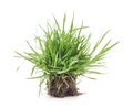 Grass with roots Royalty Free Stock Photo