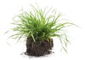 Grass with roots. Royalty Free Stock Photo