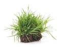 Grass with roots. Royalty Free Stock Photo