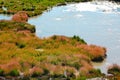 Grass and Rushes in Mud Volcano,Yellowstone national park Royalty Free Stock Photo