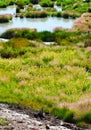 Grass and Rushes in Mud Volcano,Yellowstone national park Royalty Free Stock Photo