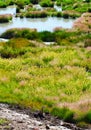 Grass and Rushes in Mud Volcano,Yellowstone national park