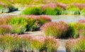 Grass and Rushes in Mud Volcano,Yellowstone national park