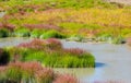 Grass and Rushes in Mud Volcano,Yellowstone national park Royalty Free Stock Photo