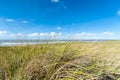 Grass on sand dune with ocean behind Royalty Free Stock Photo