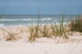 Grass in Sand Dunes Royalty Free Stock Photo