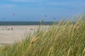 Grass on sand dunes on North Sea near Renesse, Zeeland, Netherlands