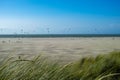 Grass on sand dunes on North Sea near Renesse, Zeeland, Netherlands