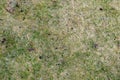 Grass , sand and leaves background texture