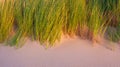 Grass on the sand. Soft light at sunset. A sandy shore at low tide. Travel image.