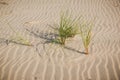 grass on a sandy beach