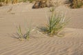 grass on a sandy beach