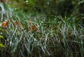 Grass, Saxon Switzerland Royalty Free Stock Photo