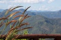 Grass at scenic point view with mountain