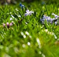 Grass and Scillas Royalty Free Stock Photo
