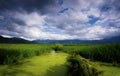 Grass sea of Lugu Lake Royalty Free Stock Photo
